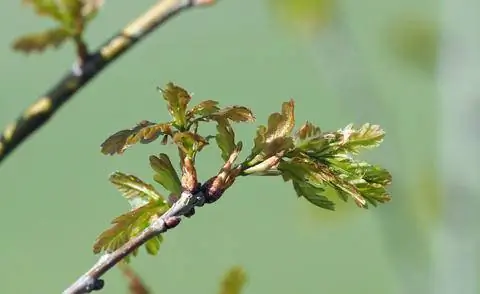 молодая кора дуба черешчатого (Quercus robur)