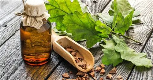 Кора дуба: применение и действие домашнего средства