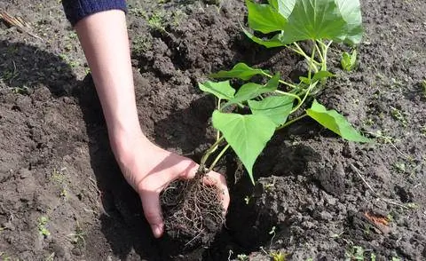 Посадить сладкий картофель