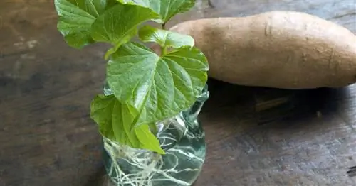 Размножение сладкого картофеля: как это работает