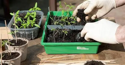 Так удается ранний посев