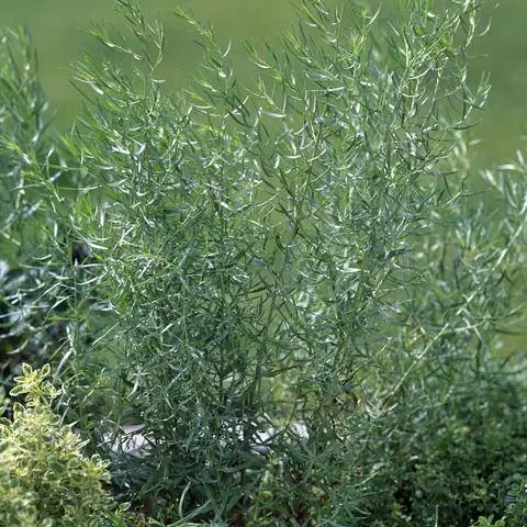 Эстрагон французский (Artemisia dracunculus)