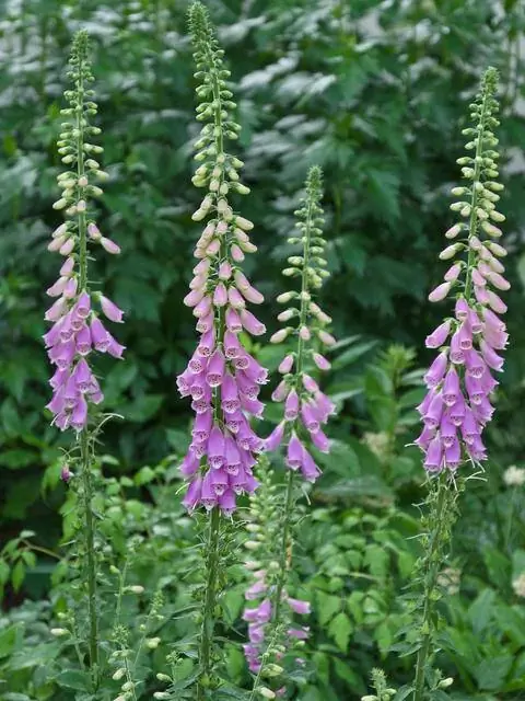 Наперстянка пурпурная (Digitalis purpurea)