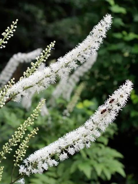 Черный клопогон (Actaea racemosa)