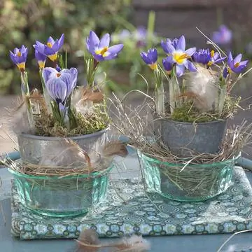 Крокус "Триколор" (Crocus sieberi) и крокус "Полосатая красавица" (Crocus vernus) в цинковых стаканчиках