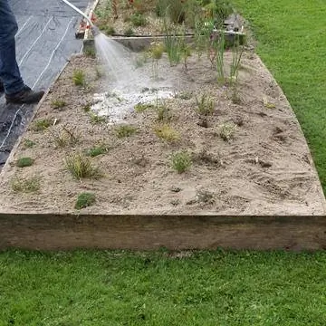 Водные растения на песчаном ложе