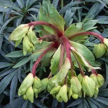 Морозник красностебельный 'Wester Flisk' (Helleborus foetidus)
