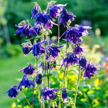 Колумбина (Aquilegia vulgaris)