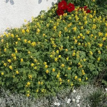 Желтый хохлатка (Corydalis lutea)