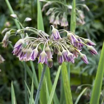 Болгарский лук-порей (Nectaroscordum siculum ssp. bulgaricum)