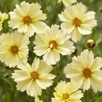 Королевский глаз Coreopsis verticillata 'Full Moon'