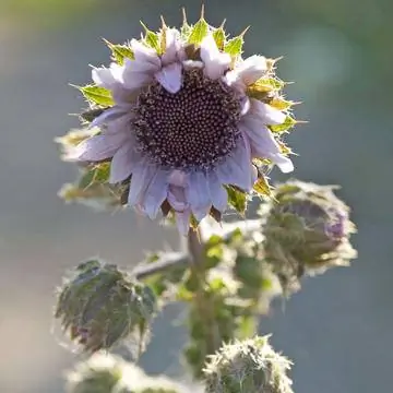 Южноафриканский пурпурный чертополох (Berkheya purpurea)