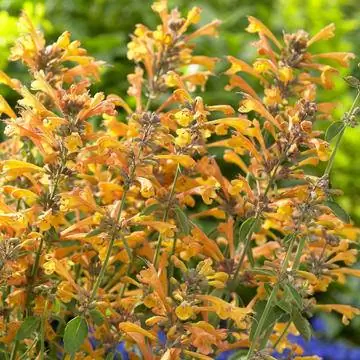 Крапива садовая 'Apricot Sprite' (Agastache aurantiaca)