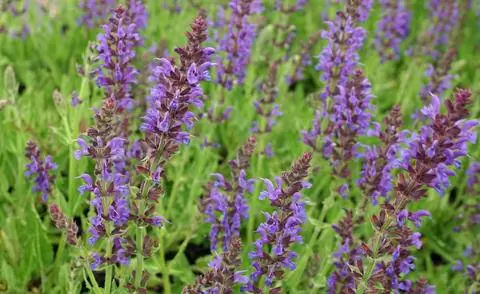 Шалфей луговой (Salvia pratensis)
