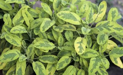 Пестрая разновидность шалфея обыкновенного (Salvia officinalis 'Icterina')