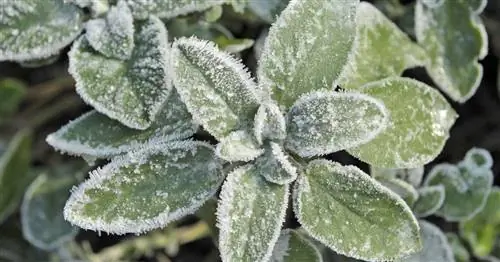 Какой мудрец выносливее?