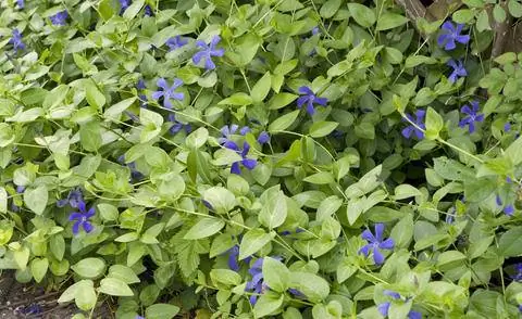Барвинок малый (Vinca minor)