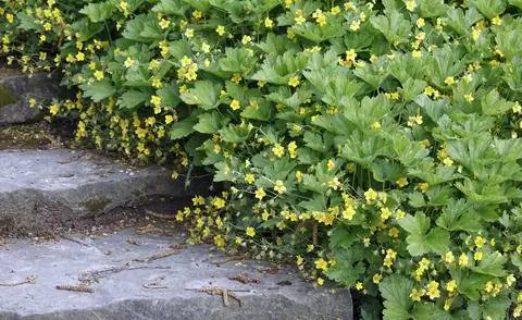Золотая клубника (Waldsteinia ternata)