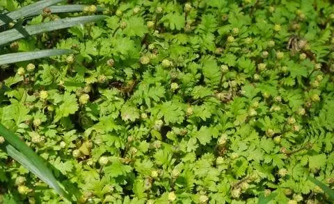 Карликовая перьевая подушка (Cotula dioica 'Minima') представляет собой почвопокровное растение, по которому можно ходить.