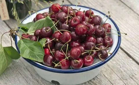 Свежесобранные черешни
