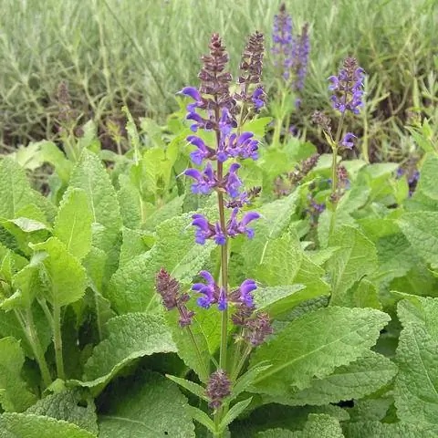 Шалфей луговой (Salvia pratensis)