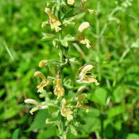Клейкий шалфей (Salvia glutinosa)