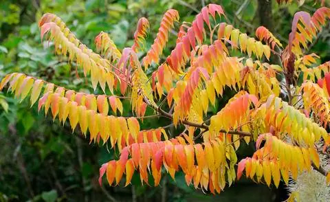 Уксус (Rhus Typhina)
