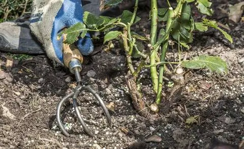 Работа по удобрению роз культиватором