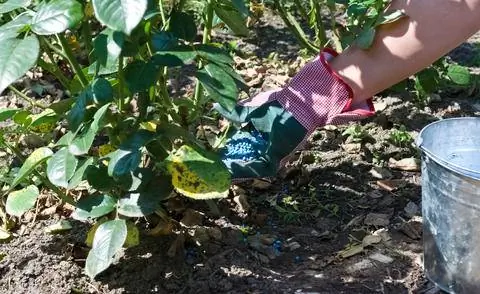 Особенно подходят минеральные удобрения, такие как синее зерно.