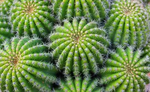 Тещинка (Echinocactus grusonii)