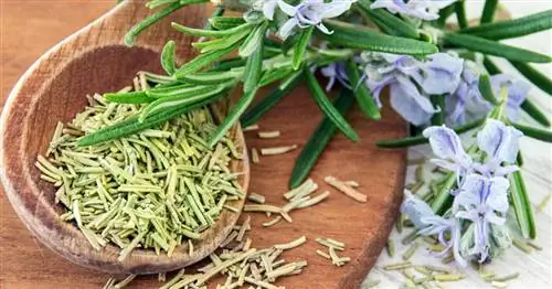 Правильно сушите розмарин: так он сохранит насыщенный вкус