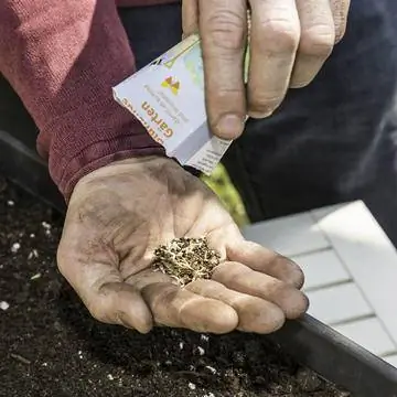 семена полевых цветов