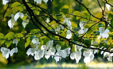 Платочное дерево (Davidia involucrata var. vilmoriniana) Платочное дерево (Davidia involucrata var. vilmoriniana)