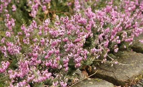 Снежный вереск (Erica carnea)