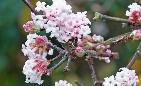 Flowers of Bodnant snowball 'Dawn' (Viburnum x bodnantense)