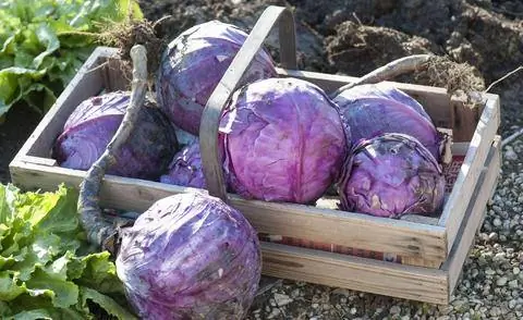 Свежесобранная краснокочанная капуста