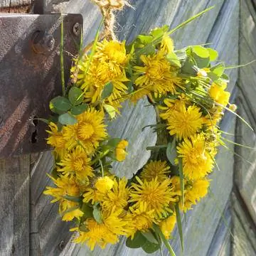 Венок Taraxacum и Ranunculus acris Венок Taraxacum и Ranunculus acris
