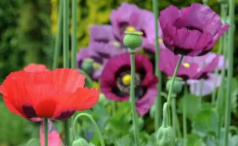 Мак опийный (Papaver somniferum)