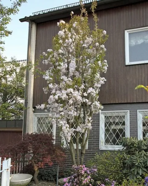 Столбовая вишня (Prunus serrulata 'Amanogawa') как домашнее дерево