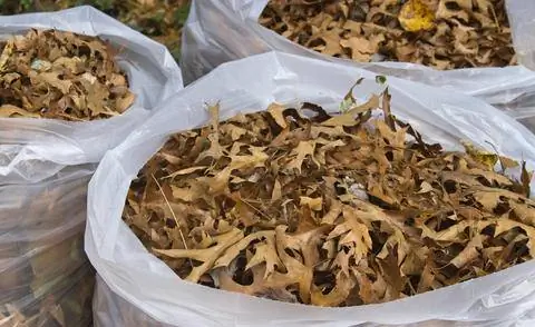 Собранные дубовые листья