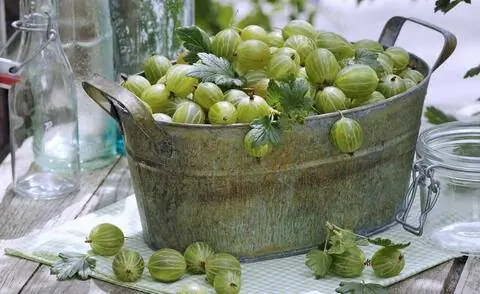 Свежесобранный крыжовник