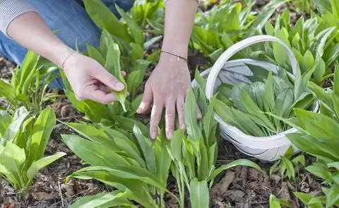 Урожай черемши