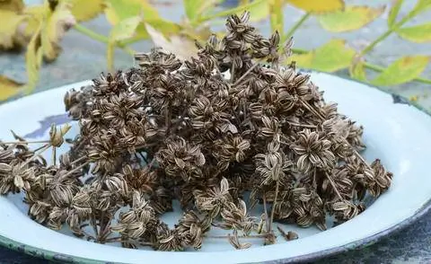 Семена любистока