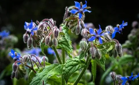 Огуречник лекарственный (Borago officinalis) Огуречник лекарственный (Borago officinalis)