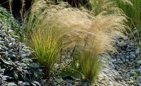 Нежный ковыль (Stipa tenuissima) Нежный ковыль (Stipa tenuissima)