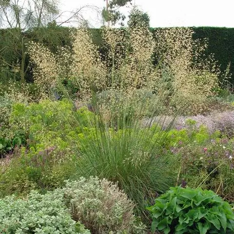 Гигантский ковыль (Stipa gigantea) Гигантский ковыль (Stipa gigantea)