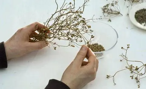 Сорвать семена кориандра Сорвать семена кориандра