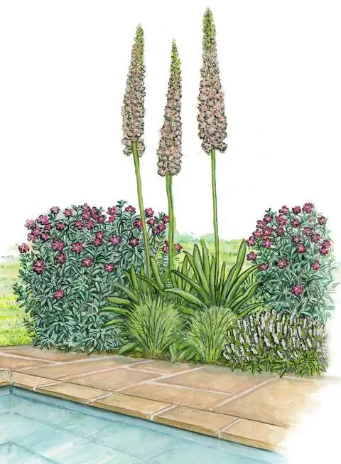 Степные свечи в сочетании с гвоздикой и ковылем