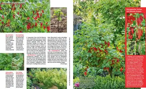 Выдержка Смородина