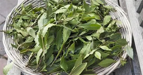 Сушка лаврового листа: как это работает